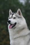 SIBERIAN HUSKY 1042